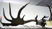 Image result for Irish Elk Cave Painting