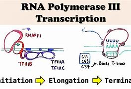 Image result for RNA Polymerase 3 Transcribes