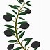 Image result for Olive Branch On Black Background