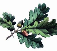 Image result for Oak Leaf Design