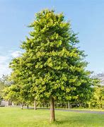 Image result for Red Pin Oak Tree