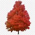 Image result for Maple Tree White Background