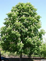 Image result for Horse Chestnut Tree Identification