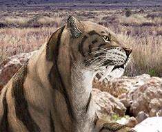 Image result for Smilodon Prehistoric Animals