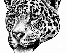 Image result for Jaguar Black and White Image Sketch