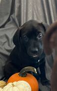 Image result for Australian Cattle Dog Black Labrador Retriever Mix