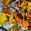 Image result for Chestnut Oak Tree Backround