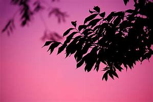 Image result for Leaf Silouette Border