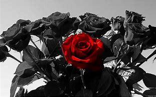 Image result for Black and Red Roses Wallpaper iPhone