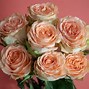 Image result for Coral Colored Roses