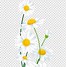 Image result for Daisy Clip Art Transparent