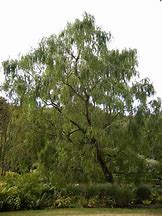 Image result for Salix Babylonica in HME Garden