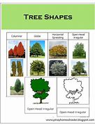 Image result for How to Print Tree Shape