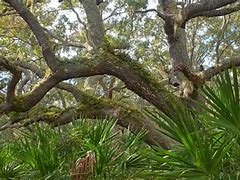 Image result for Skini Trees in Florida