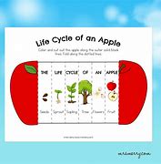 Image result for Apple Tree Life Cycle