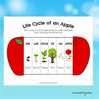 Image result for Apple Tree Life Cycle Worksheet for Kids