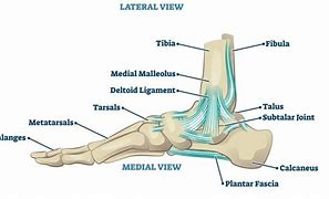 Image result for Deltoid Ligament Ankle