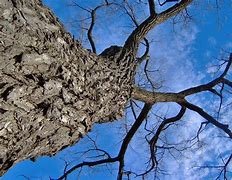 Image result for Big Willow Tree Silhouette