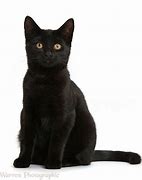 Image result for Black Cat Cartoon Sitting