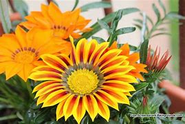 Image result for August Flower Screensaver