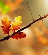 Image result for Obtuse Tree Branch