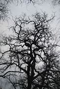 Image result for Large Oak Tree Silhouette