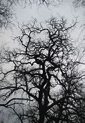 Image result for Oak Tree Silhouette Wall Decal