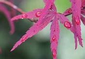 Image result for Wave Leaf Japanese Maple