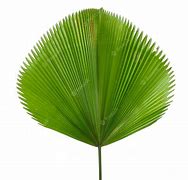 Image result for Single Palm Leaf