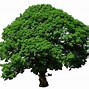 Image result for Clip Art Tree by Water