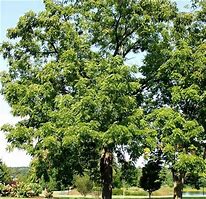 Image result for Black Walnut Tree