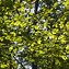 Image result for Identify Siberian Elm Tree