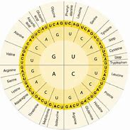 Image result for RNA Code Chart