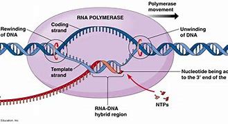 Image result for RNA Polymerase Labelled