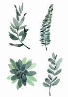 Image result for Botanical Leaf Illustration