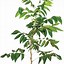 Image result for Pecan Tree Varieties