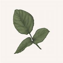 Image result for Leaf Vector Illustration