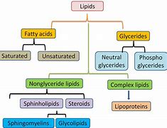 Image result for Lipid Biomolecule