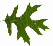 Image result for White Oak Tree Leaf