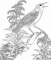 Image result for Alaska State Bird Coloring Page