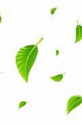 Image result for Coloring Picture of Leaf