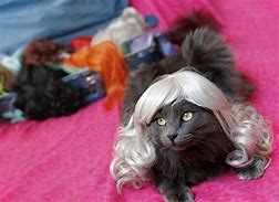 Image result for Animals with Wigs