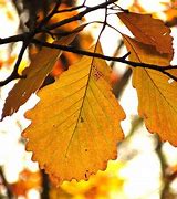 Image result for Chestnut Oak Tree Fall Color