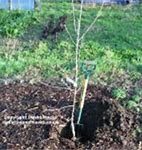 Image result for A Picture of an Apple Tree