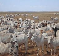 Image result for Animal Husbandry and Management Pics