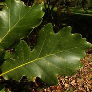 Image result for Swamp White Oak Leaf Identification