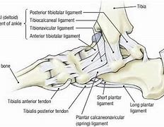 Image result for Deltoid Ligament Ankle