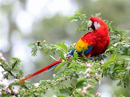 Image result for Rainforest Cafe Macaw