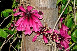 Image result for Flowering Vines with White Flowers