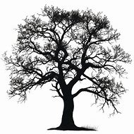 Image result for Tree Clker